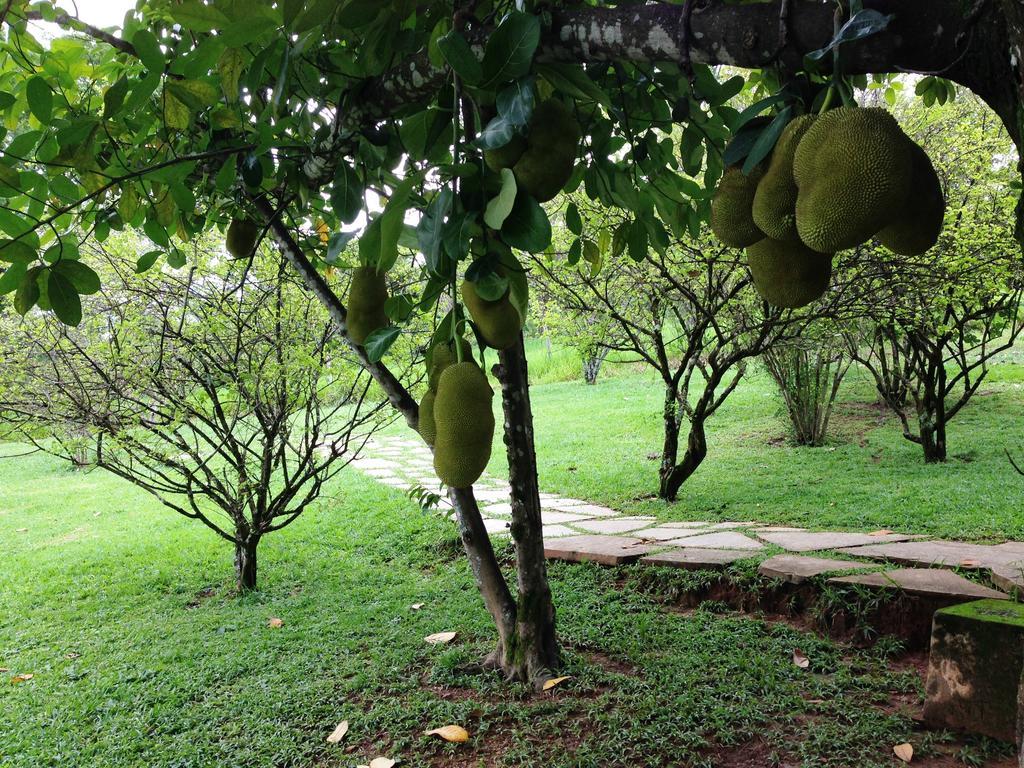 Aguas Vivas Hotel Fazenda Pirenópolis Buitenkant foto